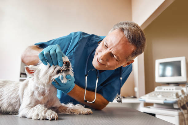 Best Cracked Tooth Emergency Dentist  in Jamestown, TN